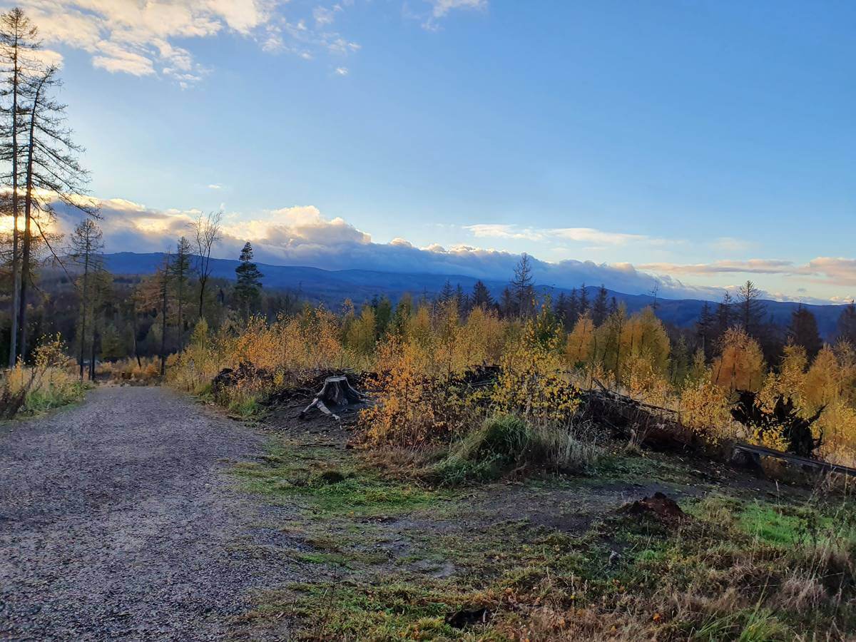 Harzer Wald im Herbstkleid 2020 mit Blick in Richtung Brocken